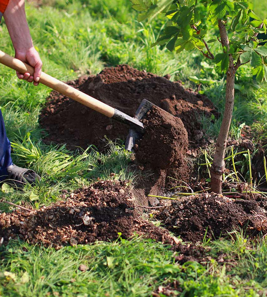 It's so important to check your trees regularly and to make sure the soil around them are free of pests and growths.